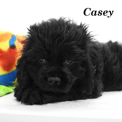 puppy, for, sale, Cocker Spaniel, Joe & Cherri  Overlease, dog, breeder, Miller, MO, dog-breeder, puppy-for-sale, forsale, nearby, find, puppyfind, locator, puppylocator, aca